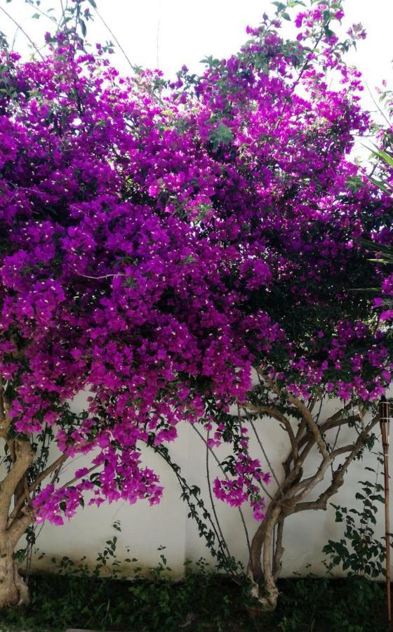 טורה ספקיה רוג'רי Villa Ada Casa Vacanze מראה חיצוני תמונה